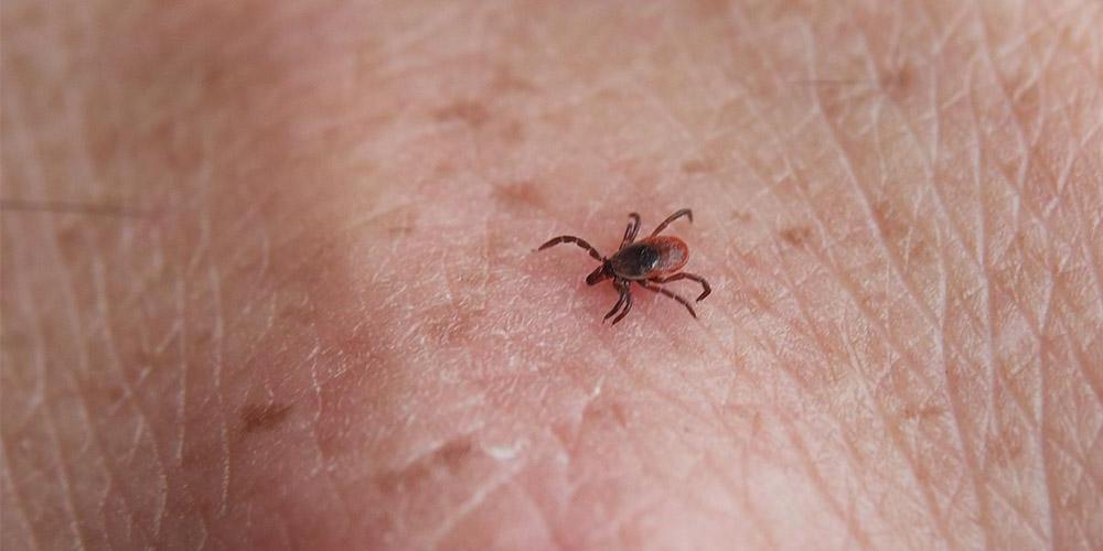 The summit, set for Sept. 28 and 29, will feature a panel discussion with patients coping with Lyme disease.